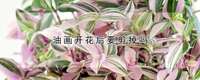 油畫開花后要剪掉嗎