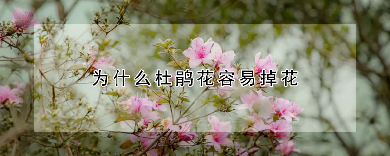 為什么杜鵑花容易掉花