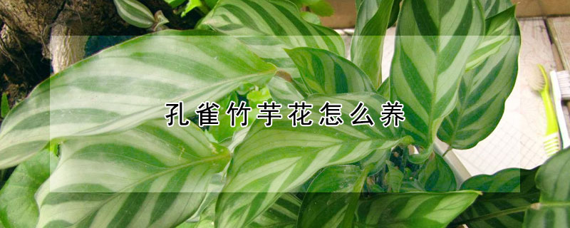 孔雀竹芋花怎么養(yǎng)