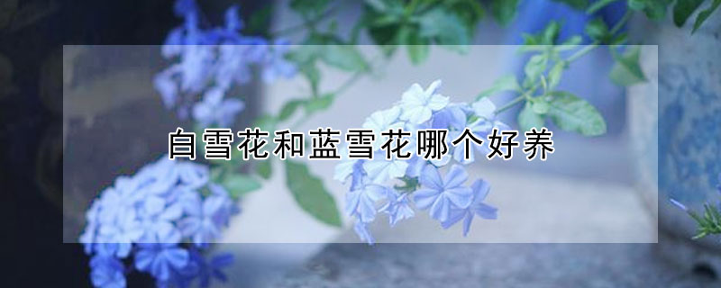 白雪花和藍雪花哪個好養