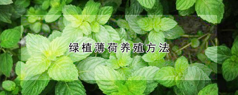 綠植薄荷養殖方法