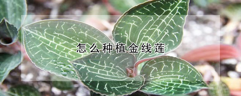 怎么種植金線蓮