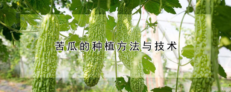 苦瓜的種植方法與技術