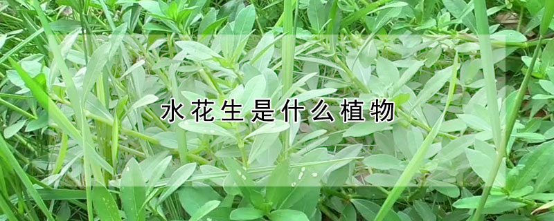 水花生是什么植物