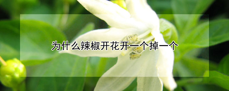 為什么辣椒開花開一個掉一個