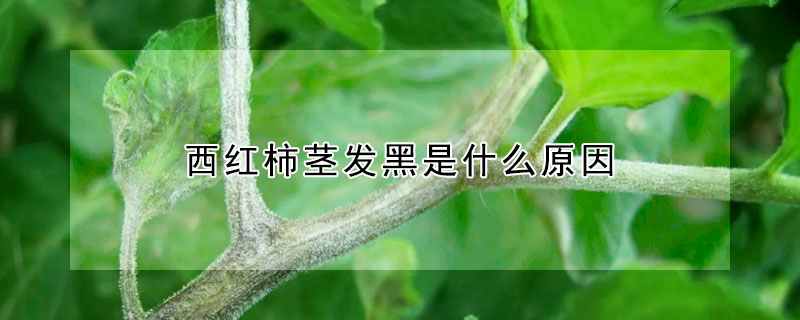 西紅柿莖發黑是什么原因