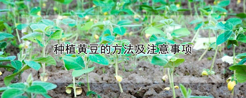 種植黃豆的方法及注意事項