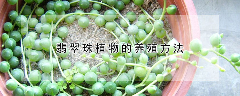 翡翠珠植物的養(yǎng)殖方法