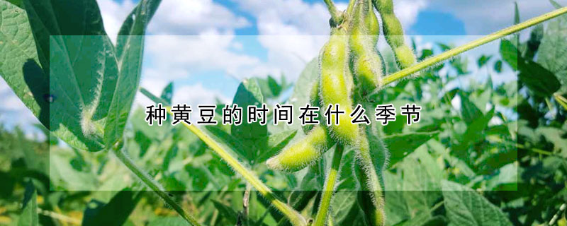 種黃豆的時間在什么季節