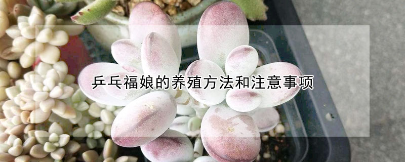 乒乓福娘的養(yǎng)殖方法和注意事項