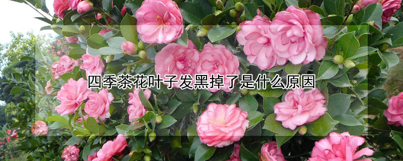 四季茶花葉子發黑掉了是什么原因