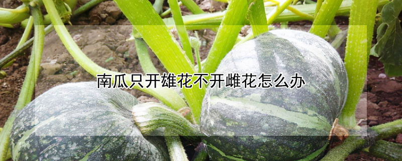 南瓜只開雄花不開雌花怎么辦