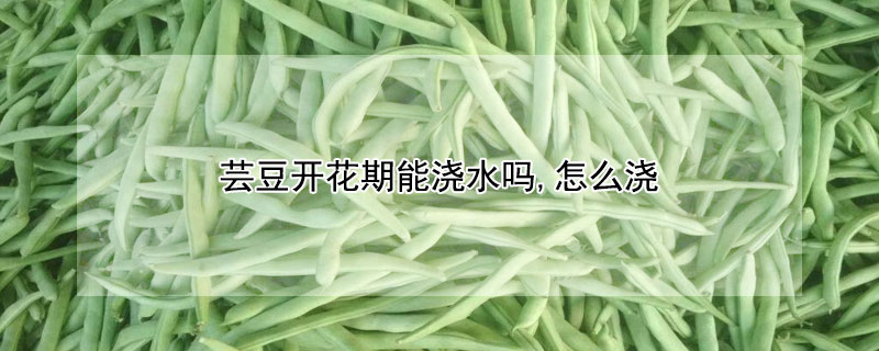 蕓豆開花期能澆水嗎,怎么澆