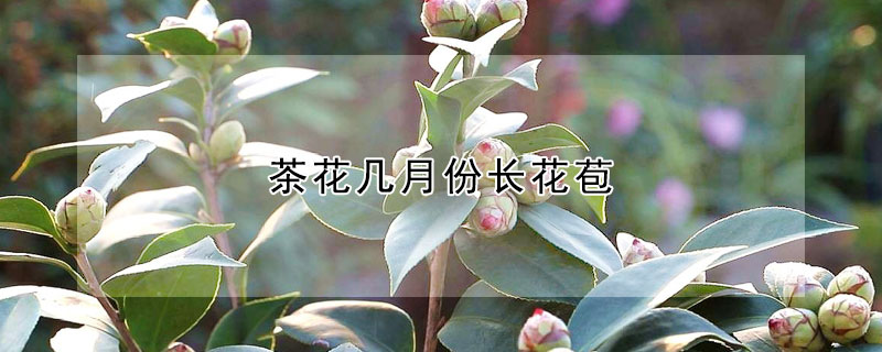 茶花幾月份長花苞