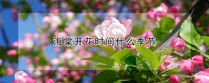 海棠開花時間什么季節