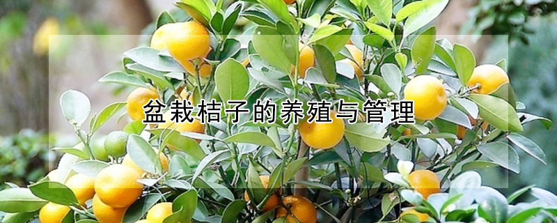 盆栽桔子的養(yǎng)殖與管理