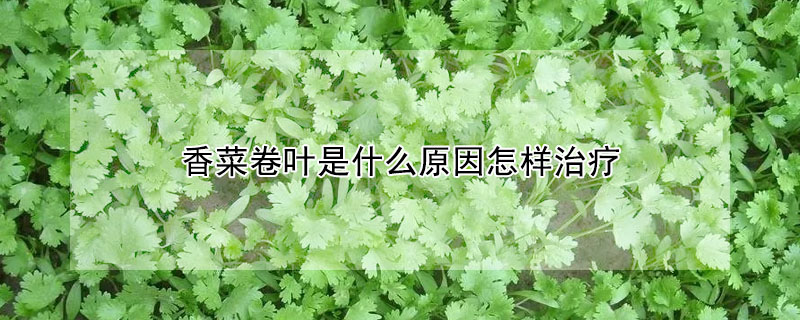 香菜卷葉是什么原因怎樣治療