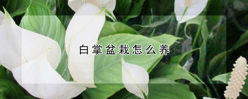 白掌盆栽怎么養(yǎng)