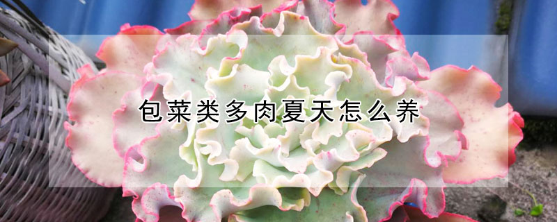 包菜類多肉夏天怎么養