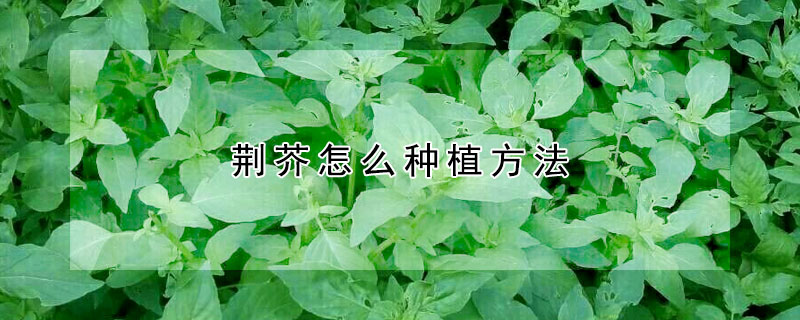 荊芥怎么種植方法