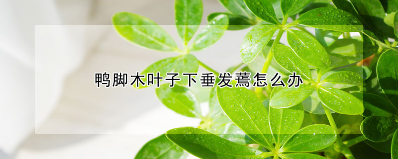 鴨腳木葉子下垂發(fā)蔫怎么辦