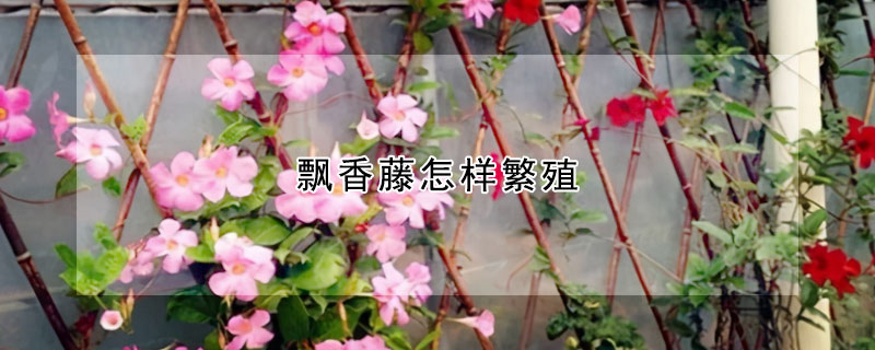 飄香藤怎樣繁殖