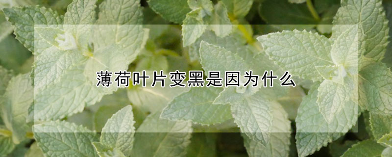 薄荷葉片變黑是因為什么