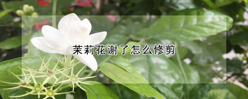 茉莉花謝了怎么修剪