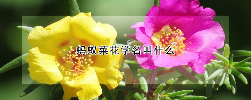 螞蟻菜花學(xué)名叫什么