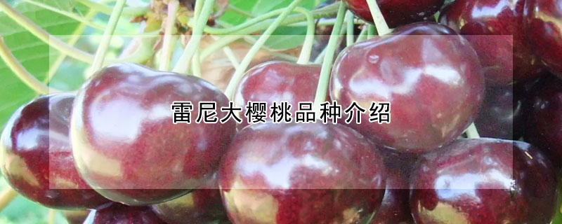 雷尼大櫻桃品種介紹