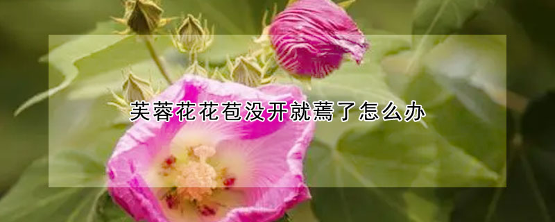 芙蓉花花苞沒開就蔫了怎么辦