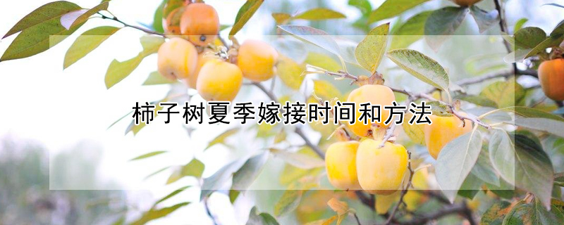 柿子樹夏季嫁接時間和方法