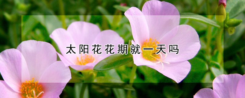 太陽(yáng)花花期就一天嗎