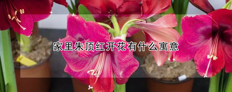 家里朱頂紅開(kāi)花有什么寓意