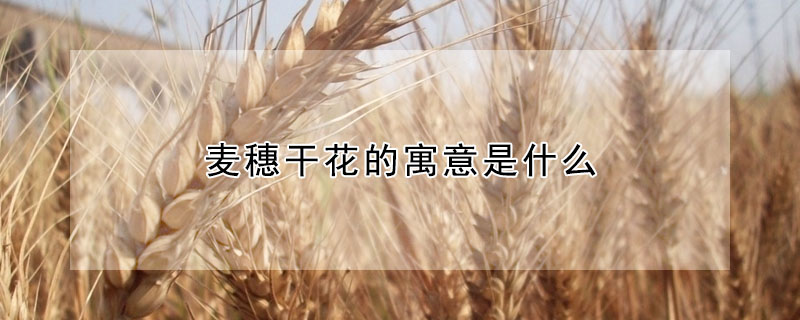 麥穗干花的寓意是什么