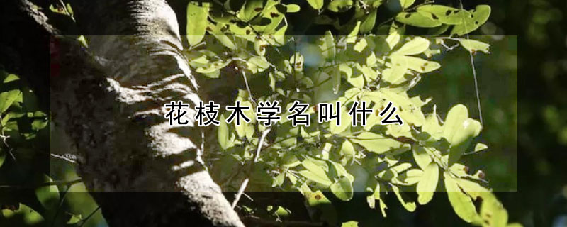 花枝木學名叫什么