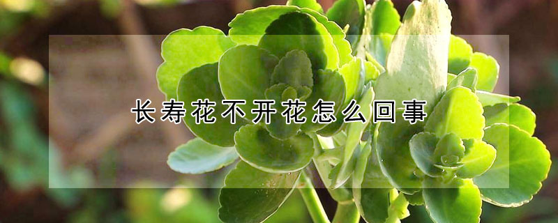 長(zhǎng)壽花不開花怎么回事