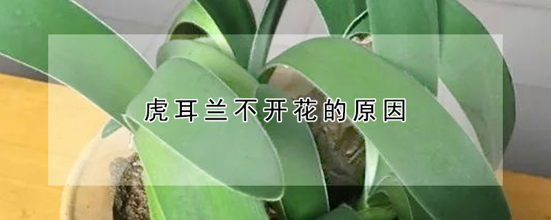 虎耳蘭不開花的原因