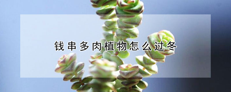 錢串多肉植物怎么過冬