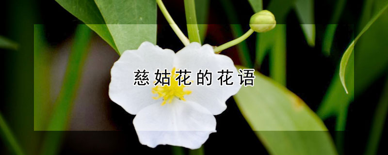 慈姑花的花語