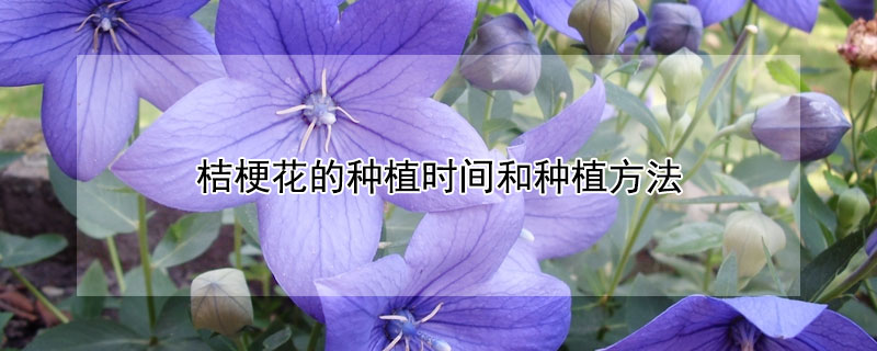 桔梗花的種植時間和種植方法