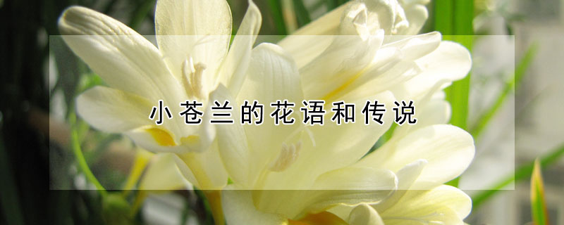 小蒼蘭的花語和傳說