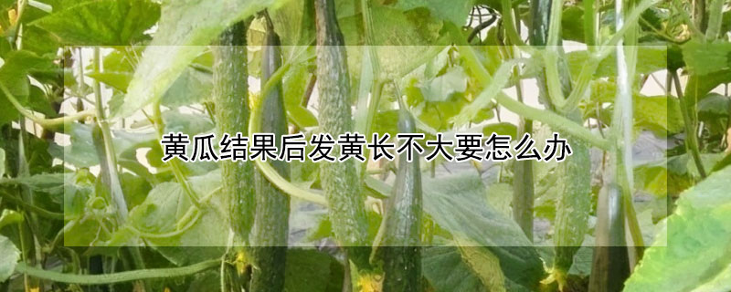 黃瓜結果后發黃長不大要怎么辦