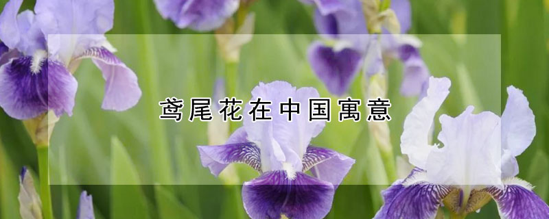 鳶尾花在中國寓意