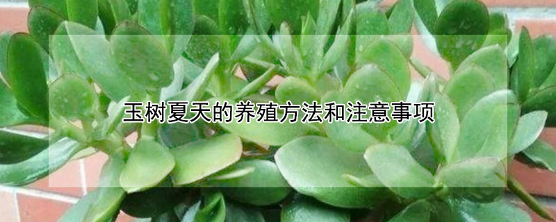 玉樹(shù)夏天的養(yǎng)殖方法和注意事項(xiàng)