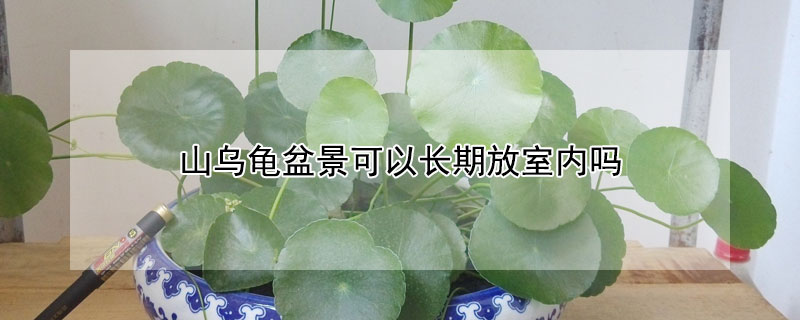 山烏龜盆景可以長期放室內嗎