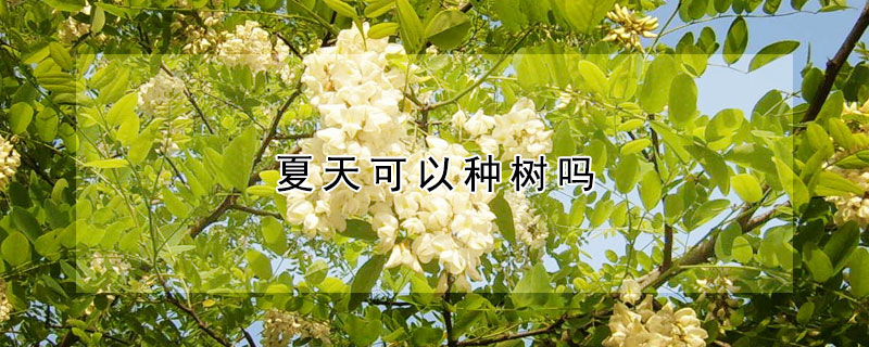 夏天可以種樹嗎