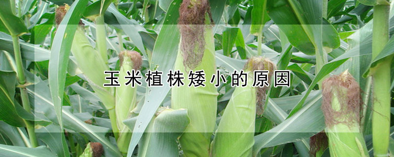 玉米植株矮小的原因