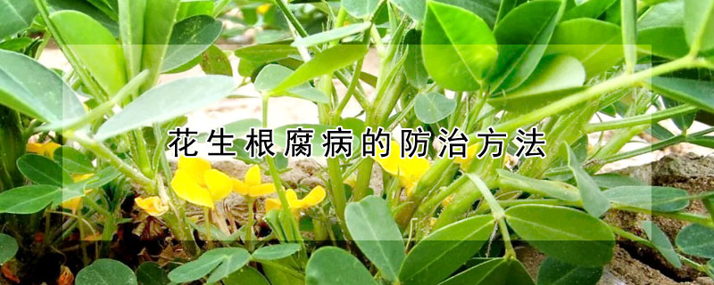 花生根腐病的防治方法