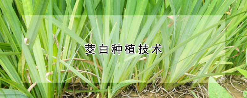 茭白種植技術